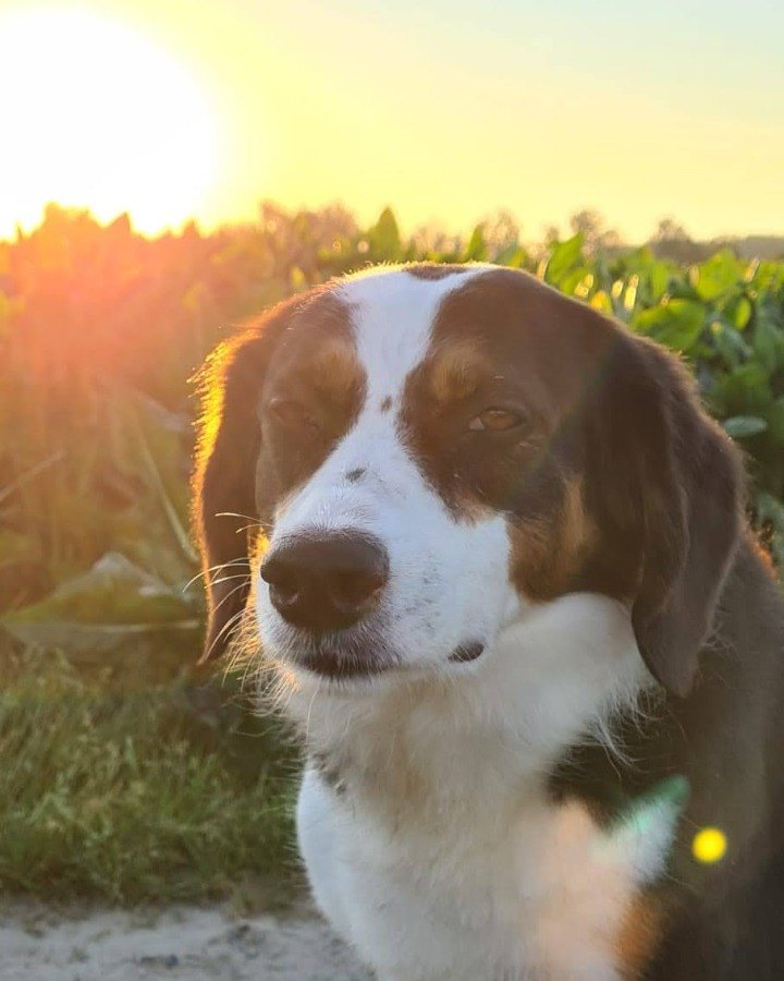Hond geniet van de zonsondergang boven de velden bij de Snauwenberg